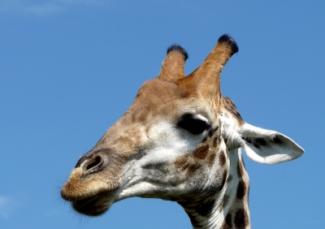 Giraffe - von oben herab